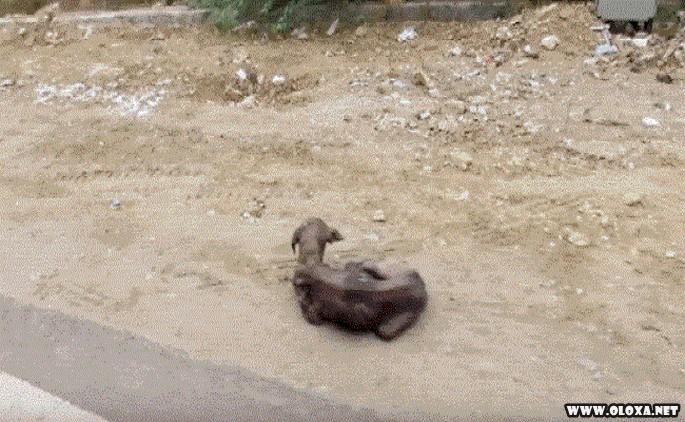 Cão passa por transformação após ser encontrado doente (2)