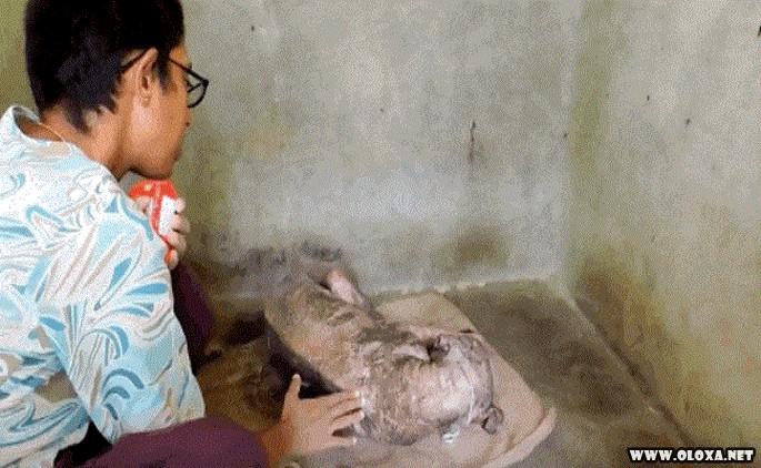 Cão passa por transformação após ser encontrado doente (3)