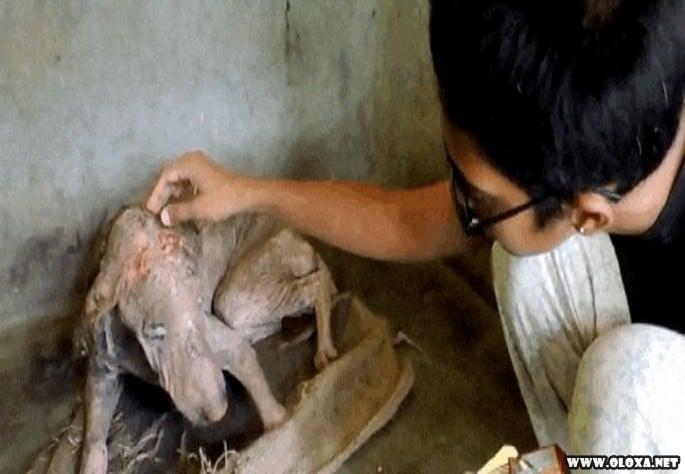Cão passa por transformação após ser encontrado doente (4)