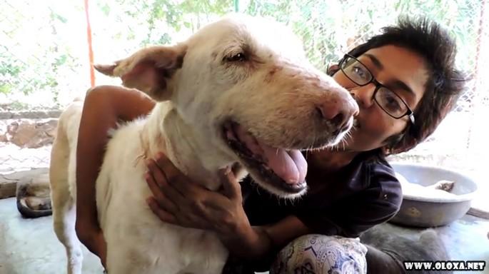 Cão passa por transformação após ser encontrado doente (5)