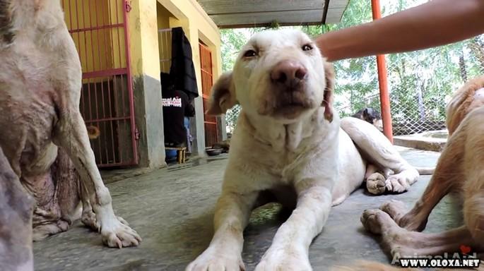 Cão passa por transformação após ser encontrado doente (6)