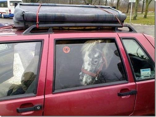 Cavalo dentro de um carro