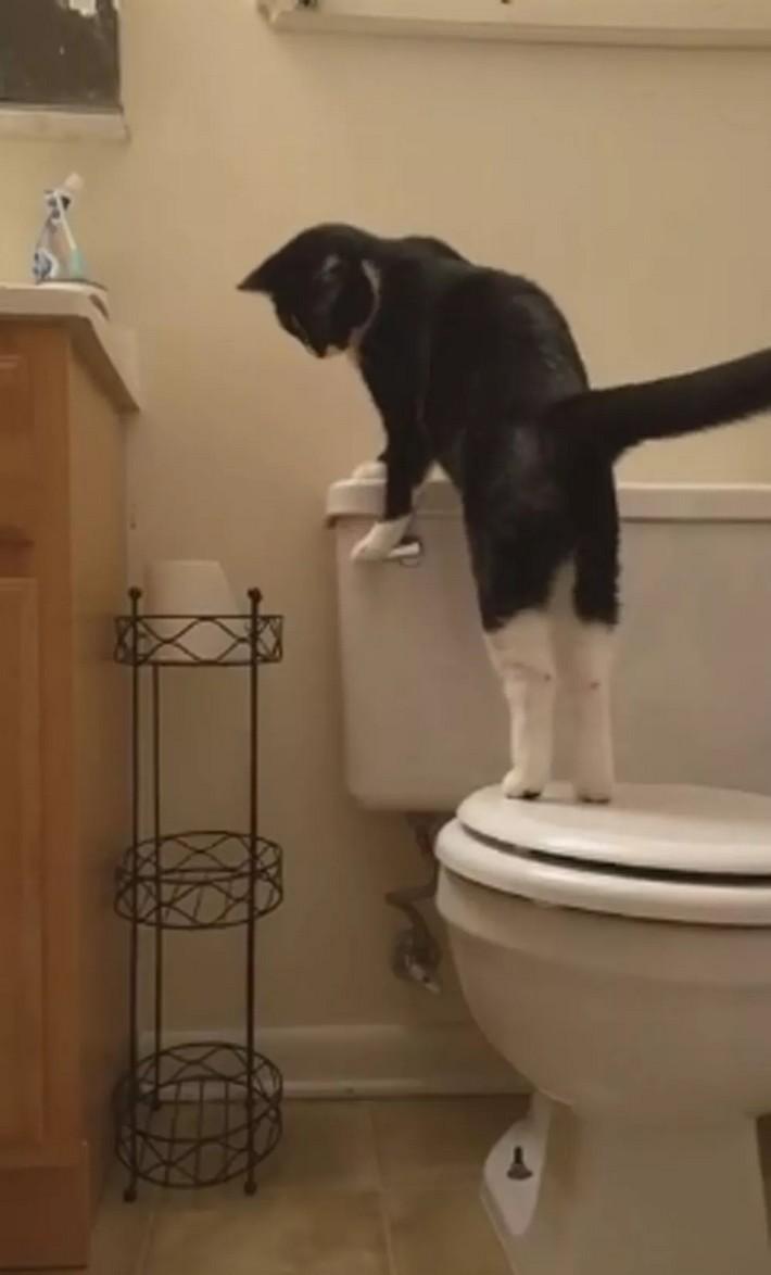  gato aprendeu dar descarga