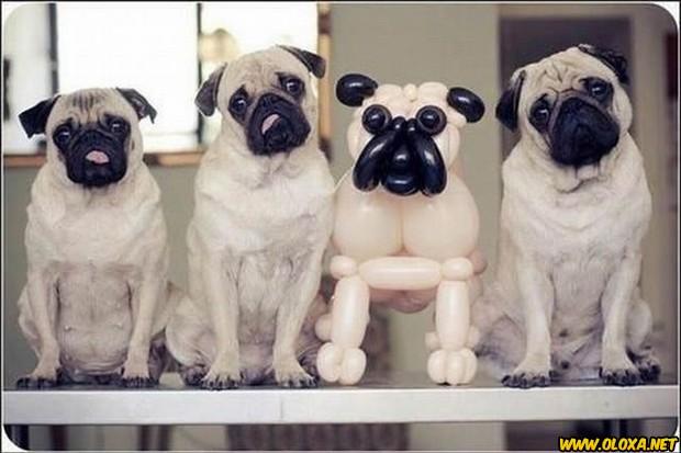 Imagens engracadas e bizarras 491