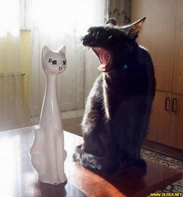 Imagens engracadas e bizarras 601