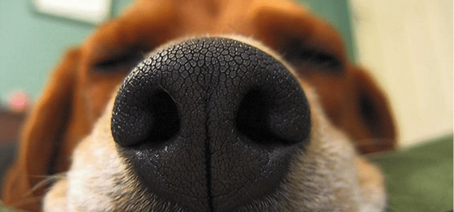 Algumas coisas que os cachorros consegue sentir o cheiro e você não sabia