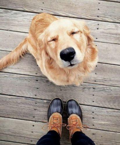 Noticias doidas cachorro5