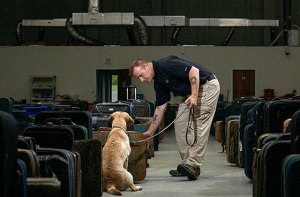 Noticias doidas cachorro6