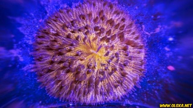 Planeta maravilhoso sem photoshop 12