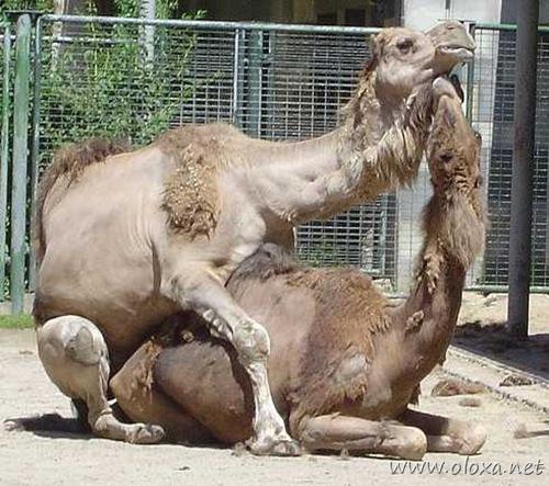PornoZoo10 PornoZoo10