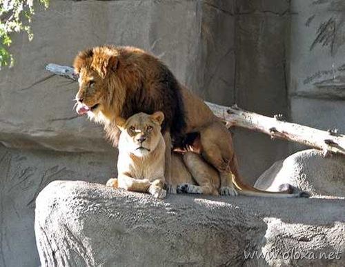 PornoZoo14 PornoZoo14