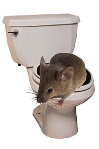 ratos podem sair pela sua privada