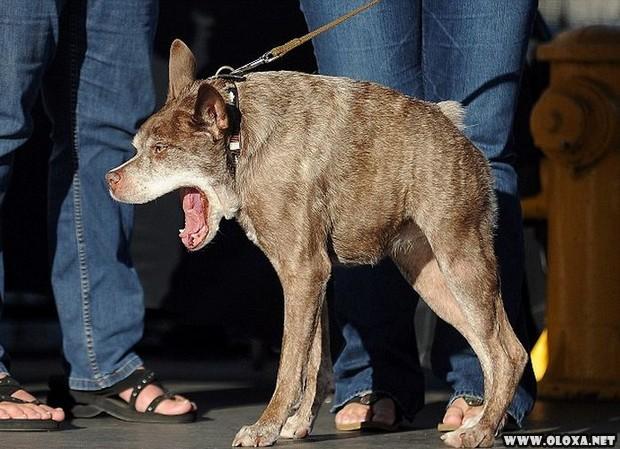 Recebendo o premio de cachorro mais feio do mundo 2