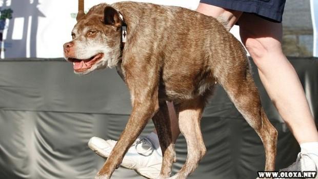 Recebendo o premio de cachorro mais feio do mundo 3