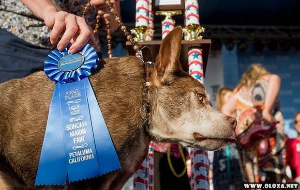 Recebendo o premio de cachorro mais feio do mundo 6