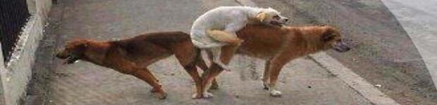 Sem252520t2525C32525ADtulo2525201 thumb