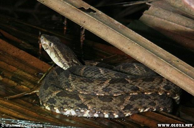 Você não acredita o que uma picada de cobra pode fazer (imagens fortes) 17 Voce nao acredita o que uma picada de cobra pode fazer imagens fortes 4