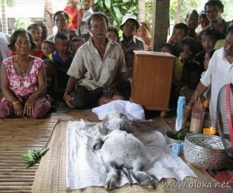 a-strangest-creature-earth-0