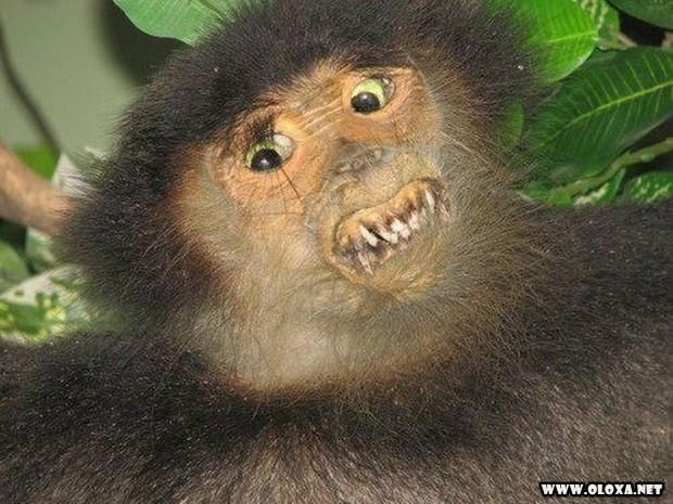 Parece um animal... mas também parece um erro que não deveria existir