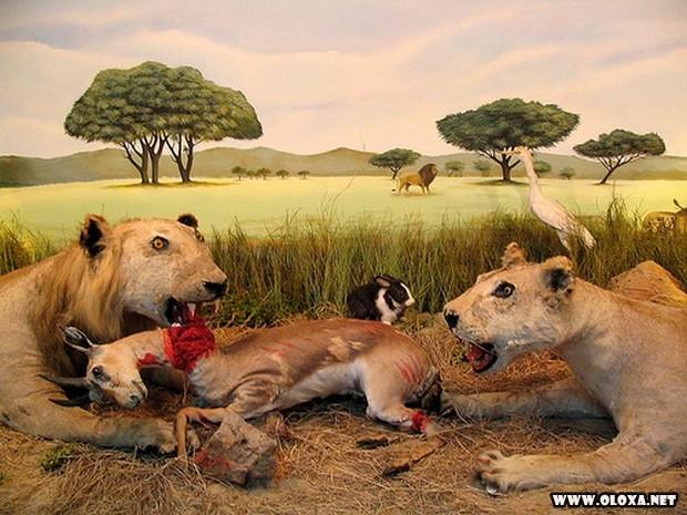animais estranhos empalhados 10