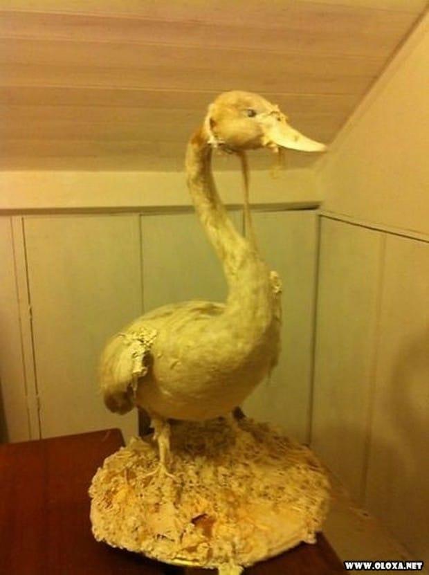 animais estranhos empalhados 11