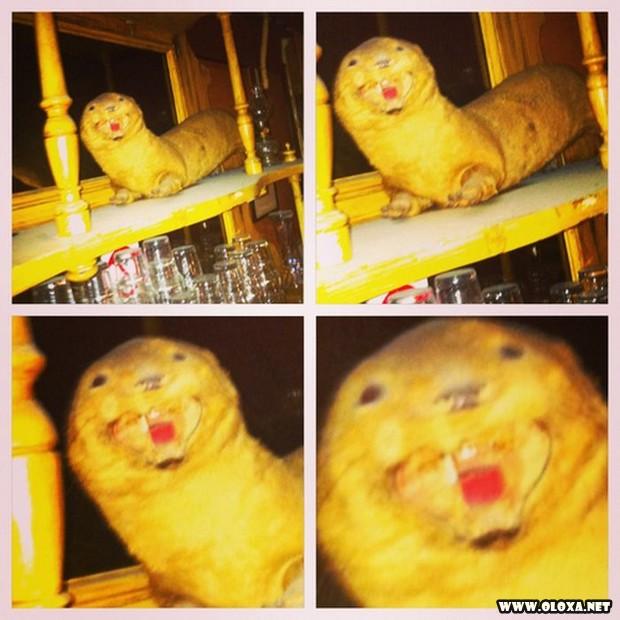 animais estranhos empalhados 12