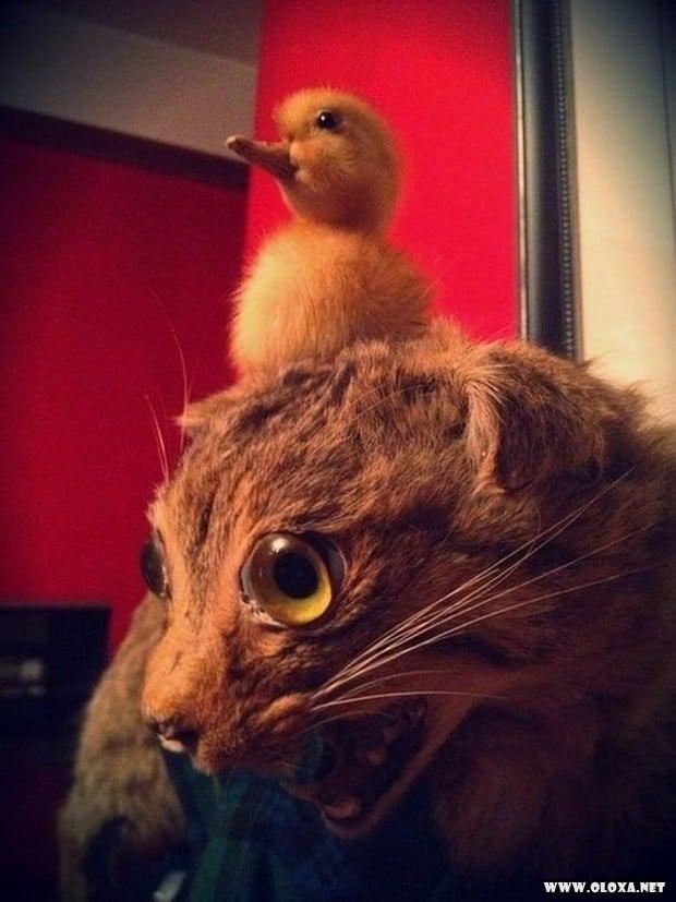 animais estranhos empalhados 13