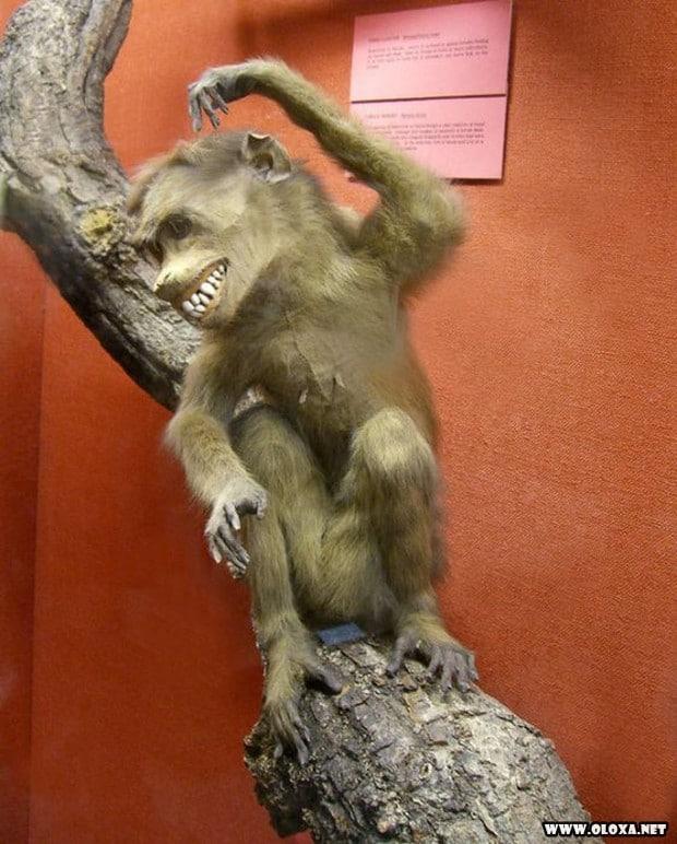 animais estranhos empalhados 15