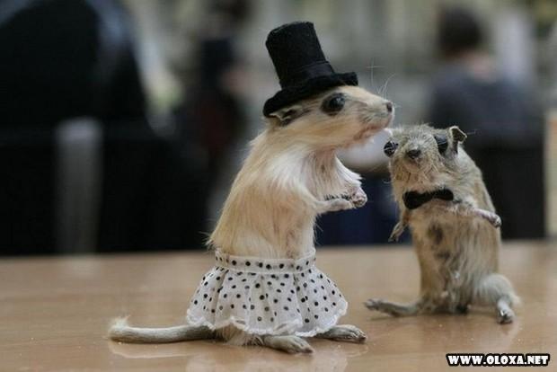 animais estranhos empalhados 16