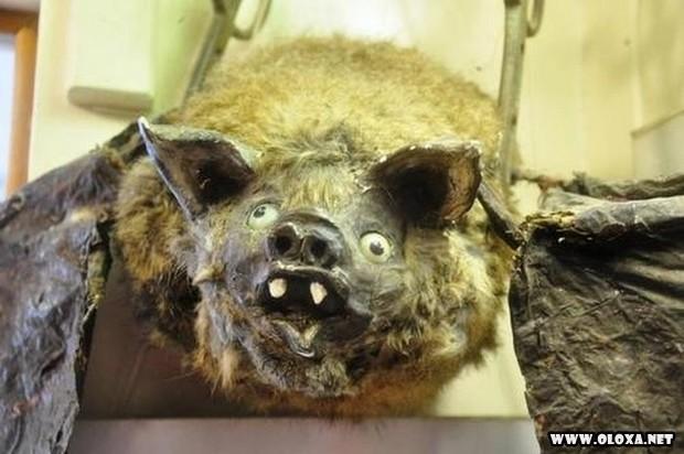 animais estranhos empalhados 17