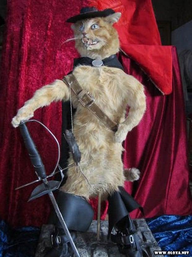 animais estranhos empalhados 18