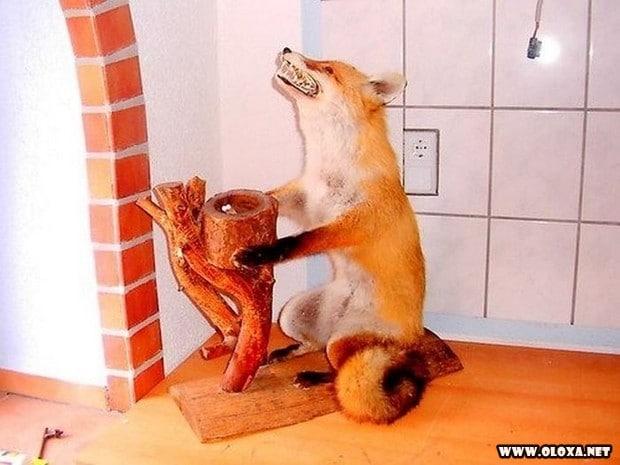 animais estranhos empalhados 19