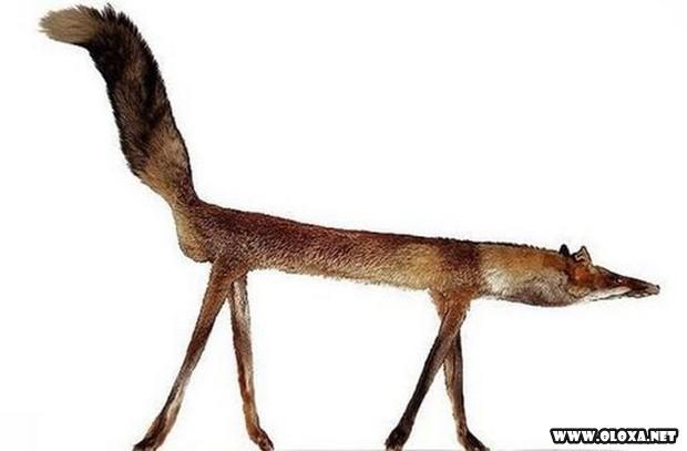 Animais estranhos empalhados