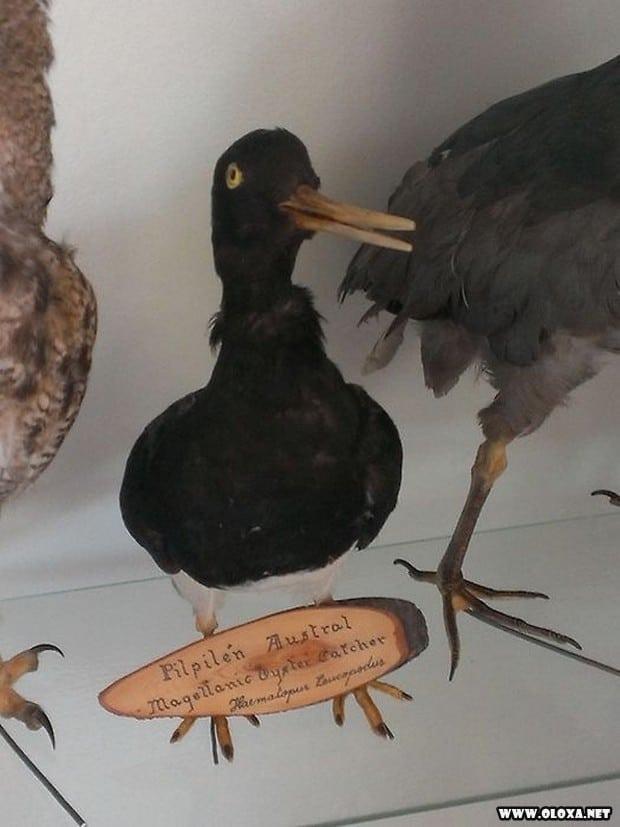 animais estranhos empalhados 21