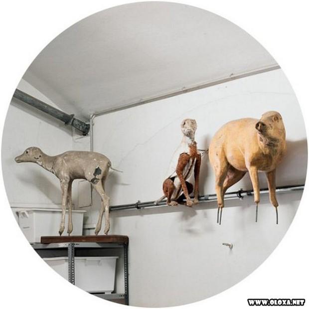 animais estranhos empalhados 23