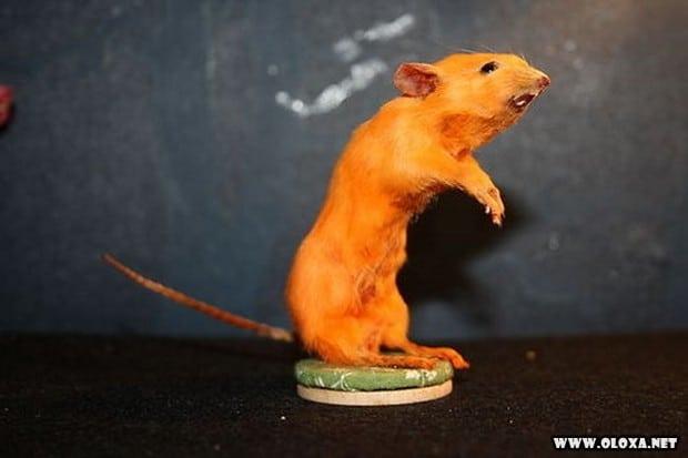 animais estranhos empalhados 24