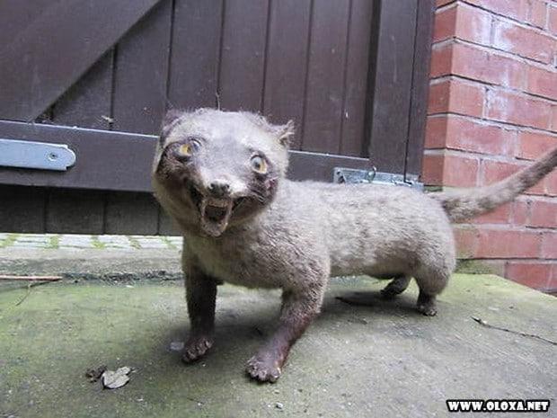 animais estranhos empalhados 25