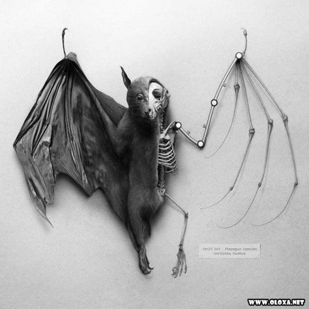 animais estranhos empalhados 26