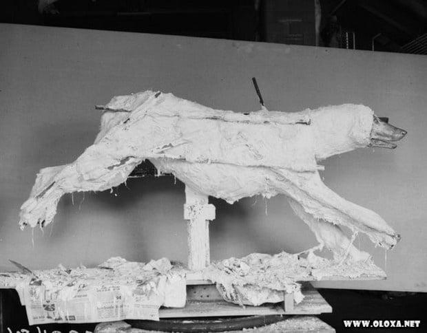 animais estranhos empalhados 27