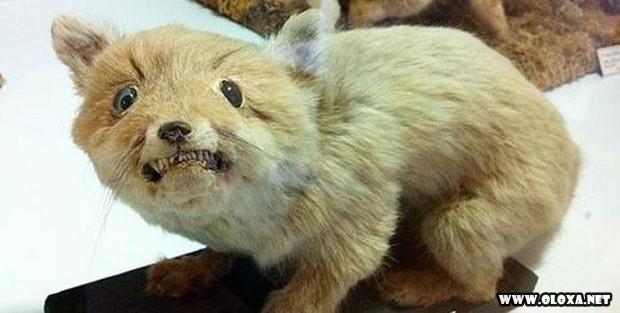 animais estranhos empalhados 28