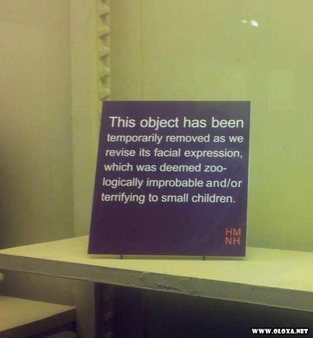 animais estranhos empalhados 29