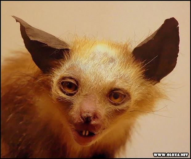 Animais estranhos empalhados