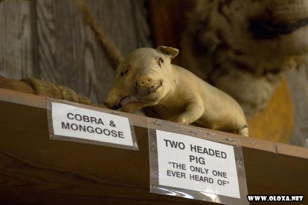 animais estranhos empalhados 33