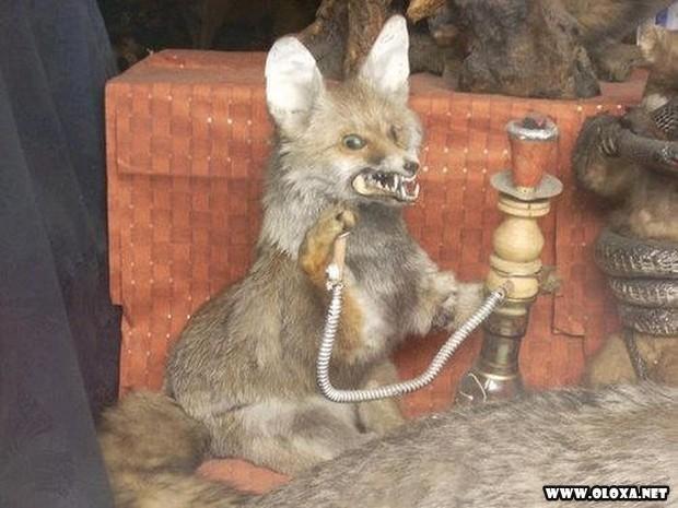 animais estranhos empalhados 34