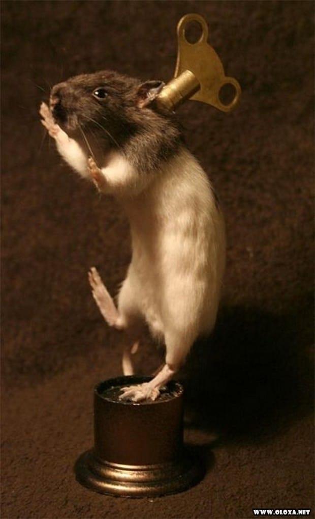 animais estranhos empalhados 35