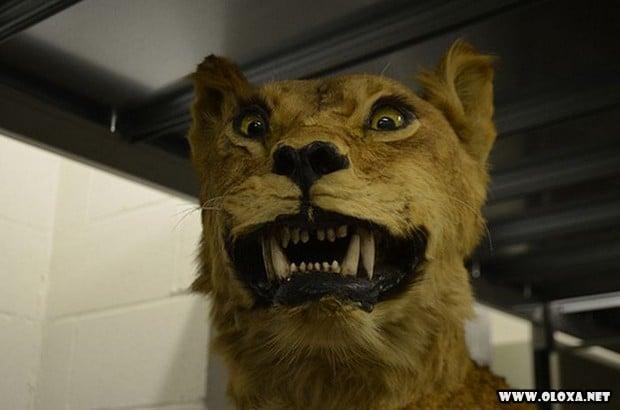 animais estranhos empalhados 38