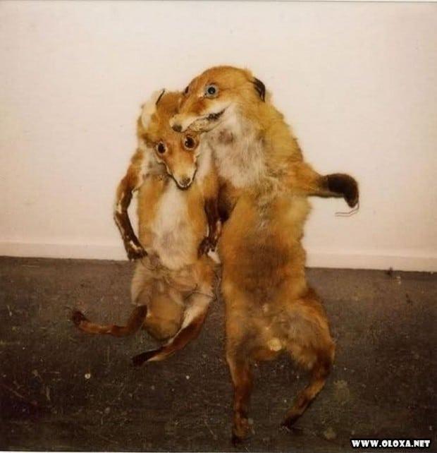 animais estranhos empalhados 39