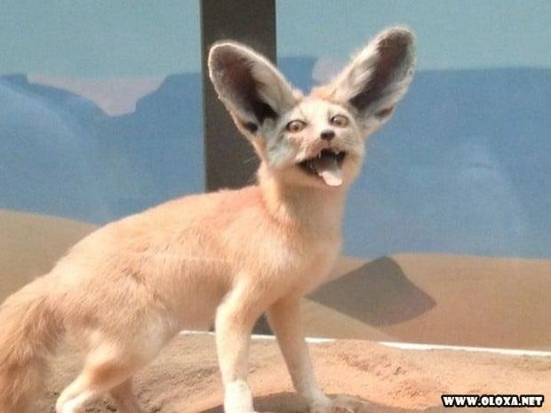 animais estranhos empalhados 4