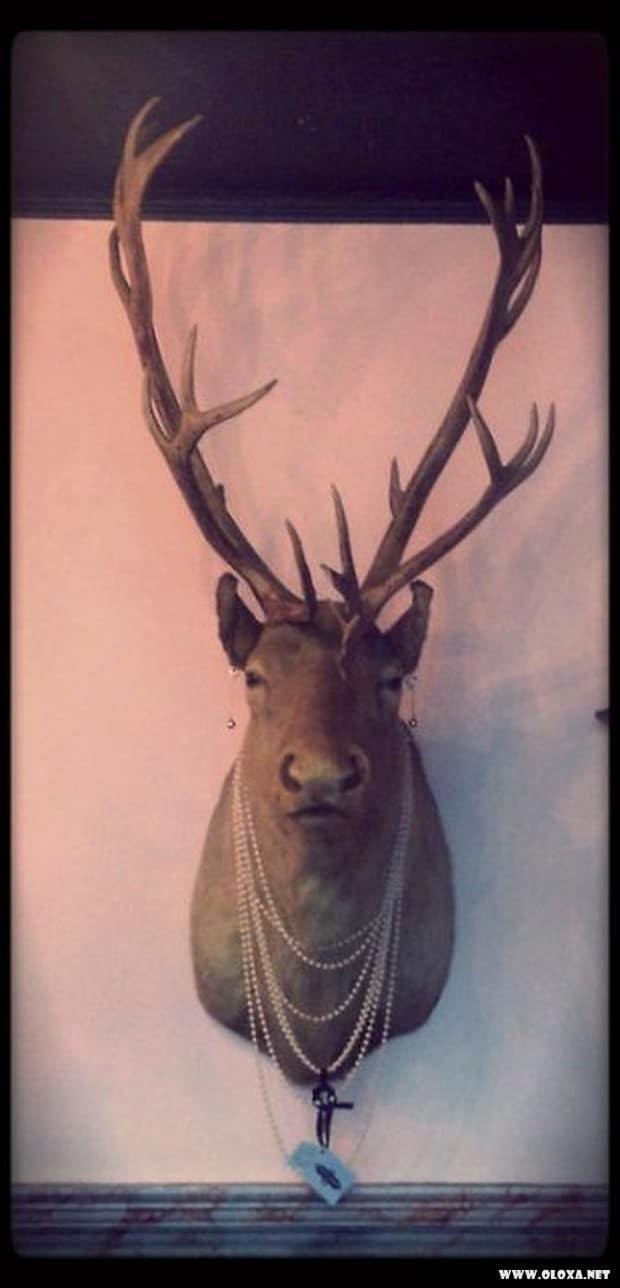 animais estranhos empalhados 40