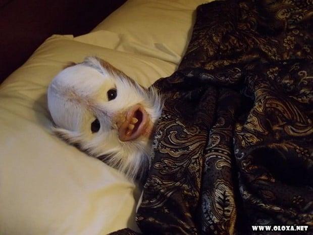 animais estranhos empalhados 5